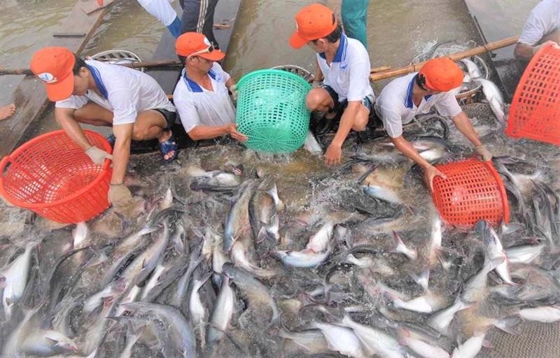 View - 	Loài cá “tỷ đô” của Việt Nam khiến nước ngoài “mê như điếu đổ“