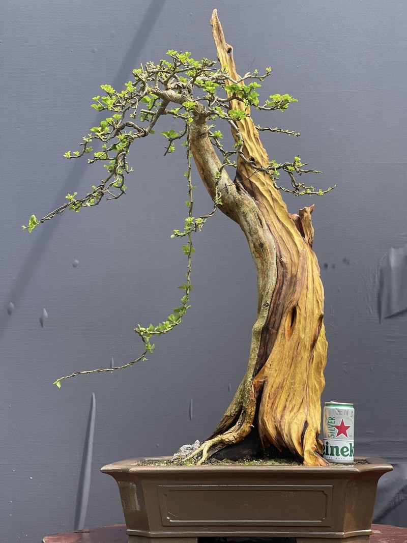 Cay trac len chau thanh bonsai tien ty dep me hon-Hinh-10