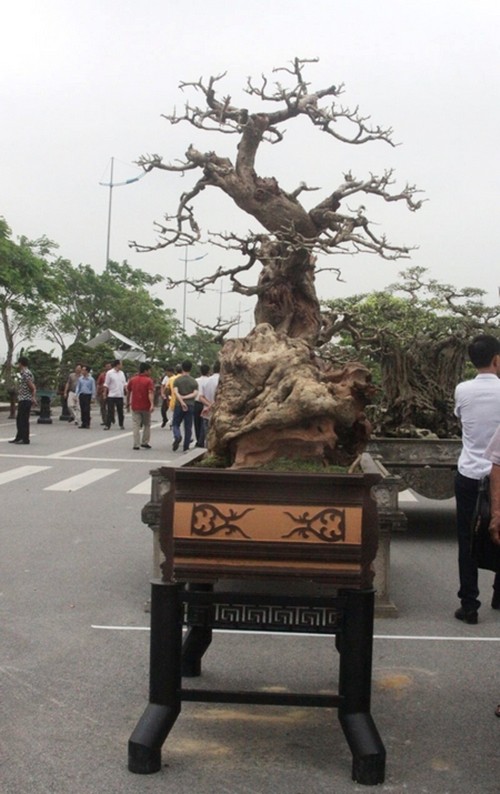 Cay trac len chau thanh bonsai tien ty dep me hon-Hinh-2