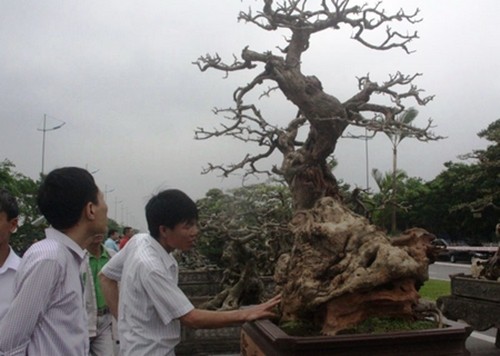 Cay trac len chau thanh bonsai tien ty dep me hon-Hinh-3