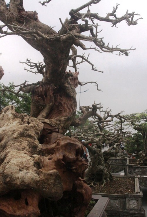 Cay trac len chau thanh bonsai tien ty dep me hon-Hinh-4