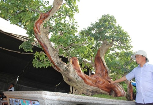 Cay trac len chau thanh bonsai tien ty dep me hon-Hinh-6