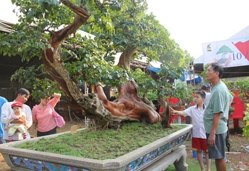 Cay trac len chau thanh bonsai tien ty dep me hon-Hinh-7