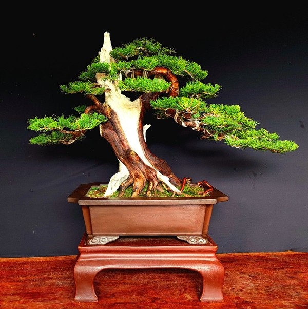 Cay trac len chau thanh bonsai tien ty dep me hon-Hinh-8