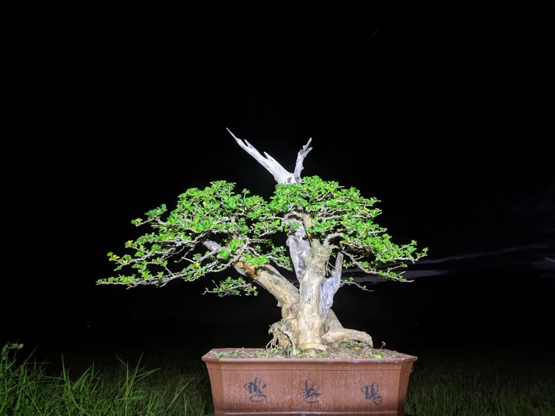 Cay trac len chau thanh bonsai tien ty dep me hon-Hinh-9