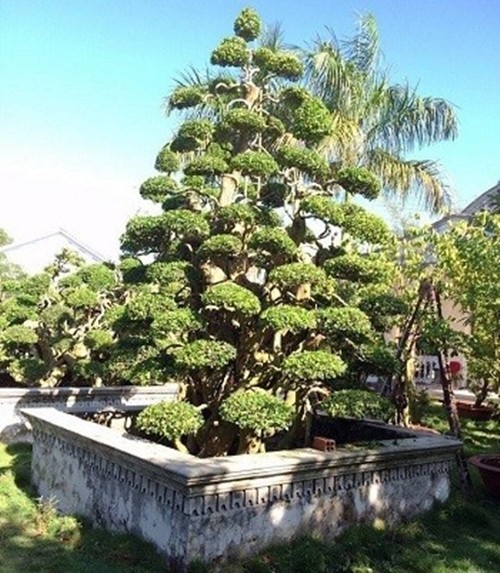 Cay duoi dai xua nay duoc thanh bonsai gia hang chuc ty dong-Hinh-10