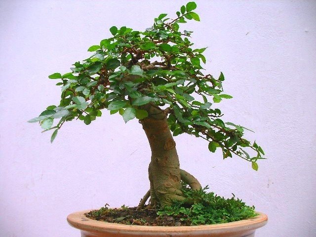 Cay duoi dai xua nay duoc thanh bonsai gia hang chuc ty dong-Hinh-2