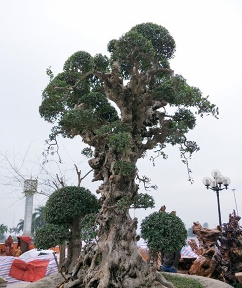 Cay duoi dai xua nay duoc thanh bonsai gia hang chuc ty dong-Hinh-3