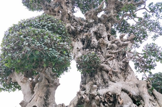 Cay duoi dai xua nay duoc thanh bonsai gia hang chuc ty dong-Hinh-4