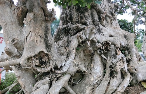 Cay duoi dai xua nay duoc thanh bonsai gia hang chuc ty dong-Hinh-5