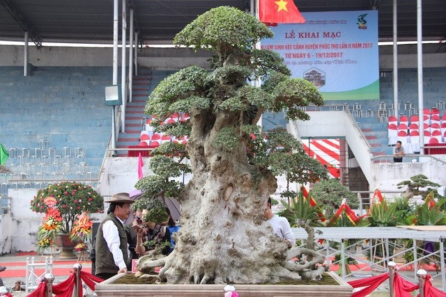 Cay duoi dai xua nay duoc thanh bonsai gia hang chuc ty dong-Hinh-6