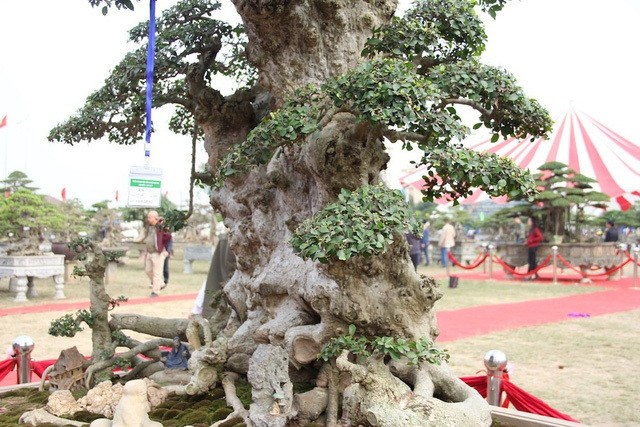 Cay duoi dai xua nay duoc thanh bonsai gia hang chuc ty dong-Hinh-7