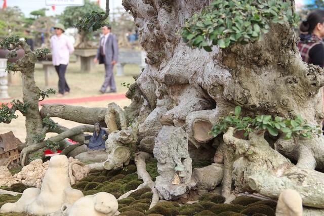 Cay duoi dai xua nay duoc thanh bonsai gia hang chuc ty dong-Hinh-9