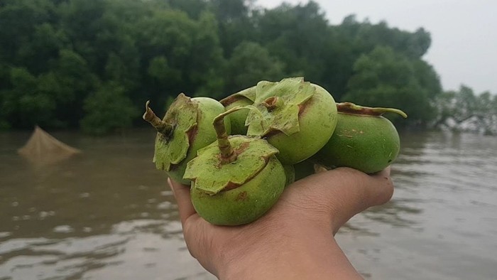 Von la qua dai, trai nhau va ban gio thanh dac san xuat khau-Hinh-6