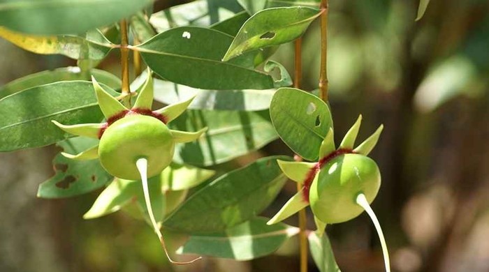 Von la qua dai, trai nhau va ban gio thanh dac san xuat khau-Hinh-7