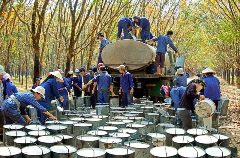 GVR huong loi tu chuyen doi dat, gia muc tieu 36.100 dong/co phieu