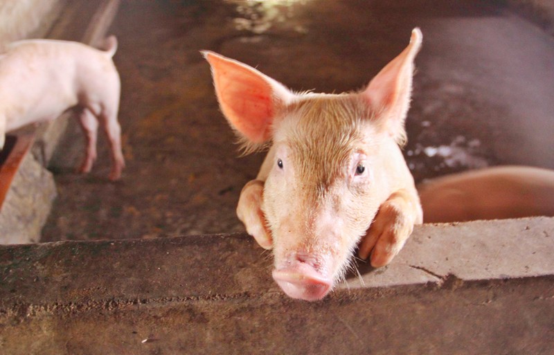 Gia heo hoi hom nay: Bat ngo tang tro lai toi 3.000 dong/kg