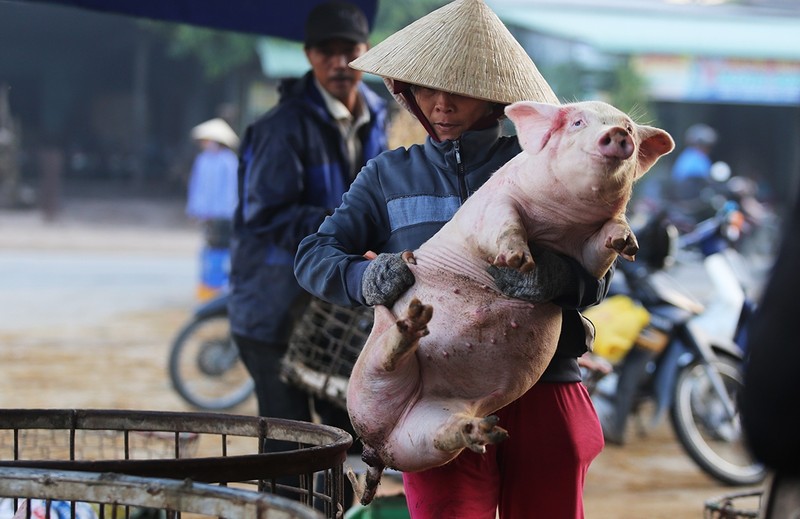 Gia heo hoi hom nay: Mien Bac tang, mien Nam tiep tuc giam manh