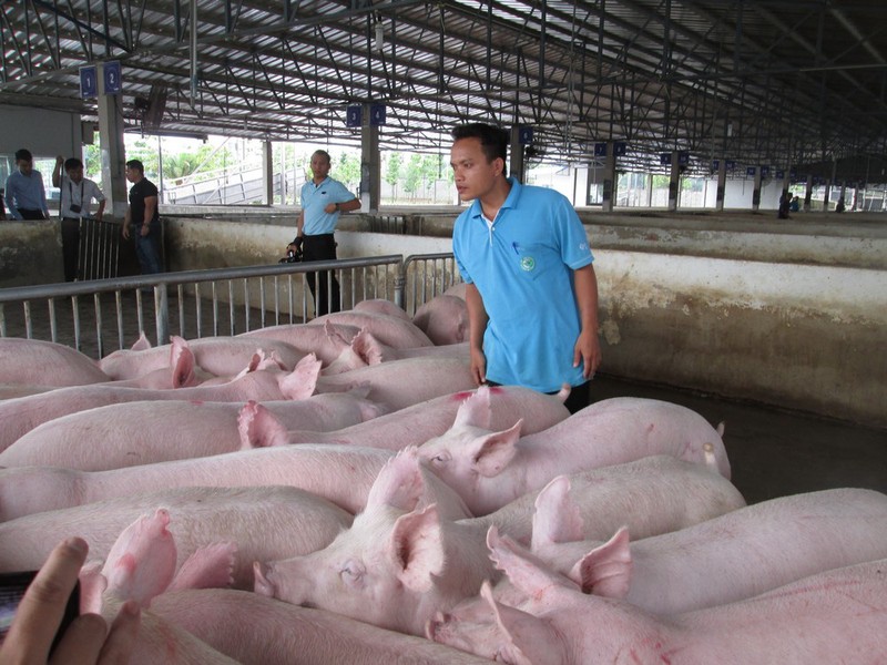 Gia heo hoi hom nay: Co noi tang toi 3.000 dong/kg