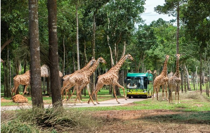 Kham pha 'cham den hoang da' tai Vinpearl Safari Phu Quoc