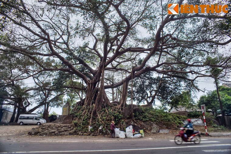 Nguon goc quan niem 'cay da co than' cua nguoi Viet xua-Hinh-5