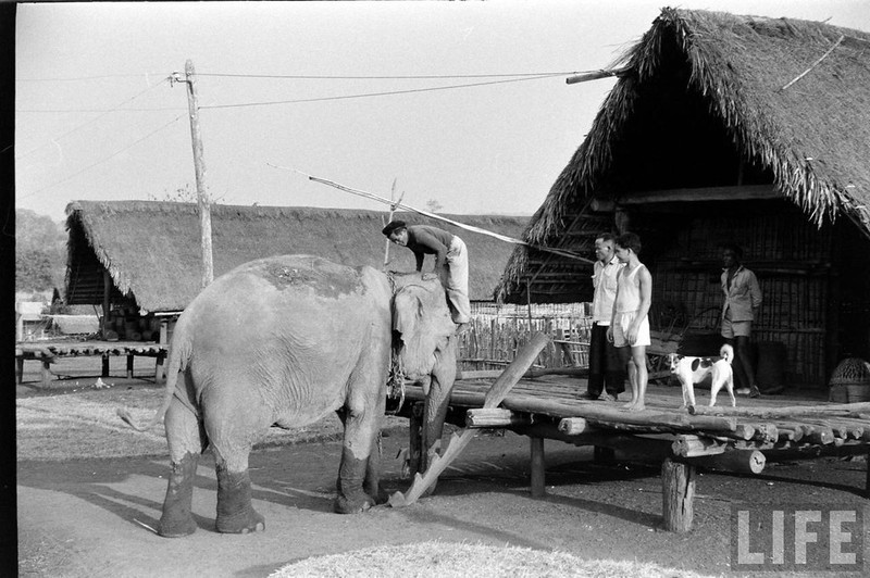 An tuong dan voi hoanh trang o Buon Me Thuot nam 1957-Hinh-6