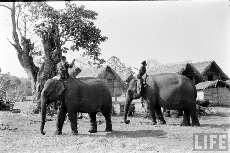 An tuong dan voi hoanh trang o Buon Me Thuot nam 1957-Hinh-7