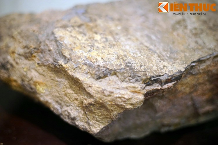 Cận cảnh hóa thạch khủng long thứ thiệt giữa Hà Nội - Hình 10 Can canh hoa thach khung long thu thiet giua Ha Noi-Hinh-10