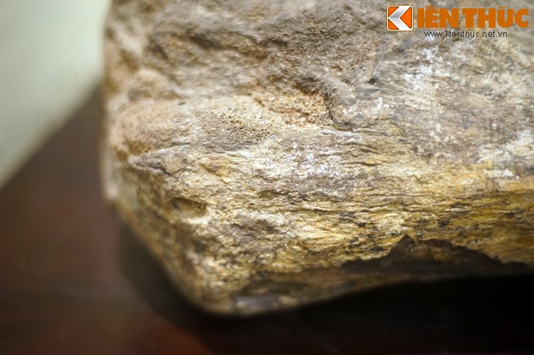 Cận cảnh hóa thạch khủng long thứ thiệt giữa Hà Nội - Hình 11 Can canh hoa thach khung long thu thiet giua Ha Noi-Hinh-11