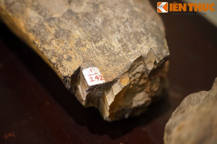 Cận cảnh hóa thạch khủng long thứ thiệt giữa Hà Nội - Hình 12 Can canh hoa thach khung long thu thiet giua Ha Noi-Hinh-12