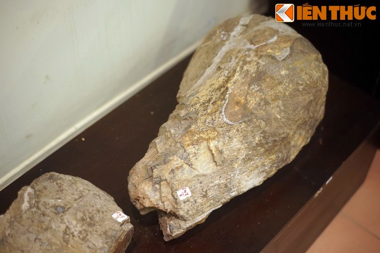 Cận cảnh hóa thạch khủng long thứ thiệt giữa Hà Nội - Hình 13 Can canh hoa thach khung long thu thiet giua Ha Noi-Hinh-13