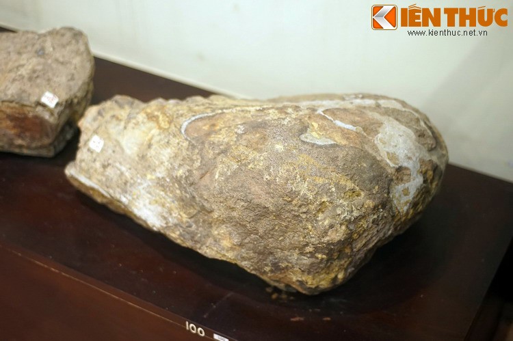 Cận cảnh hóa thạch khủng long thứ thiệt giữa Hà Nội - Hình 2 Can canh hoa thach khung long thu thiet giua Ha Noi-Hinh-2