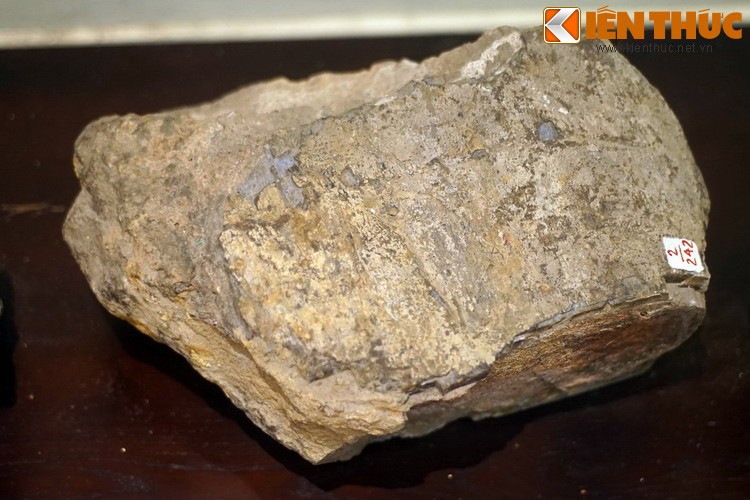 Cận cảnh hóa thạch khủng long thứ thiệt giữa Hà Nội - Hình 3 Can canh hoa thach khung long thu thiet giua Ha Noi-Hinh-3