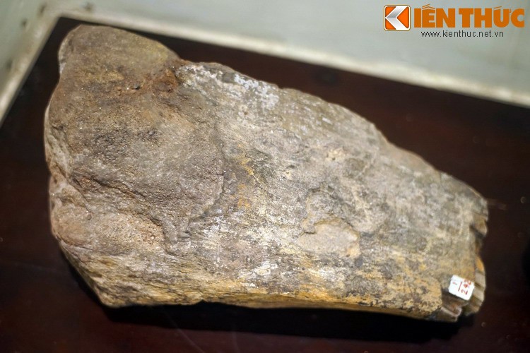 Cận cảnh hóa thạch khủng long thứ thiệt giữa Hà Nội - Hình 4 Can canh hoa thach khung long thu thiet giua Ha Noi-Hinh-4