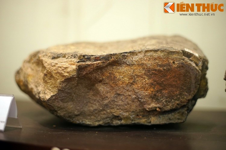 Cận cảnh hóa thạch khủng long thứ thiệt giữa Hà Nội - Hình 5 Can canh hoa thach khung long thu thiet giua Ha Noi-Hinh-5