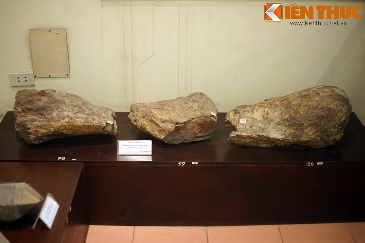 Cận cảnh hóa thạch khủng long thứ thiệt giữa Hà Nội Can canh hoa thach khung long thu thiet giua Ha Noi