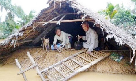 Mua lut bao: Nguoi dan mien Trung tan dung cai 'Tra' nhu the nao?