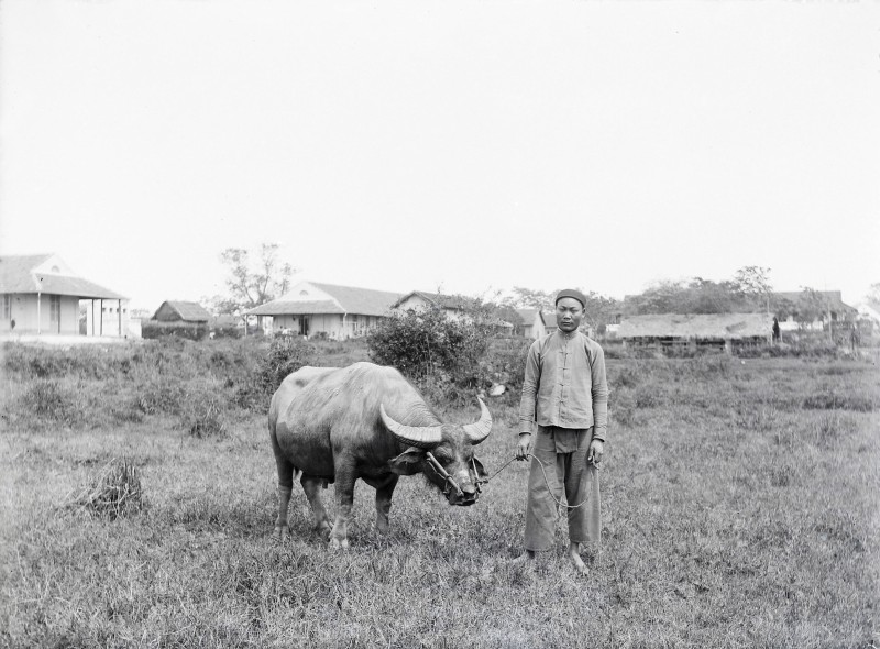 Anh hiem ve con trau o Viet Nam mot the ky truoc-Hinh-10