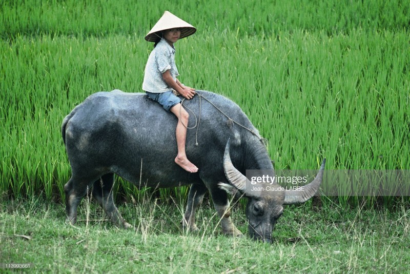 Cuoc song than thuong o nong thon Viet Nam dau thap nien 1990-Hinh-12