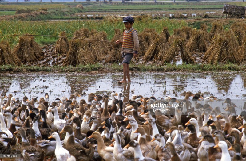 Loat anh phai xem ve nong thon Viet Nam nam 1987-Hinh-4