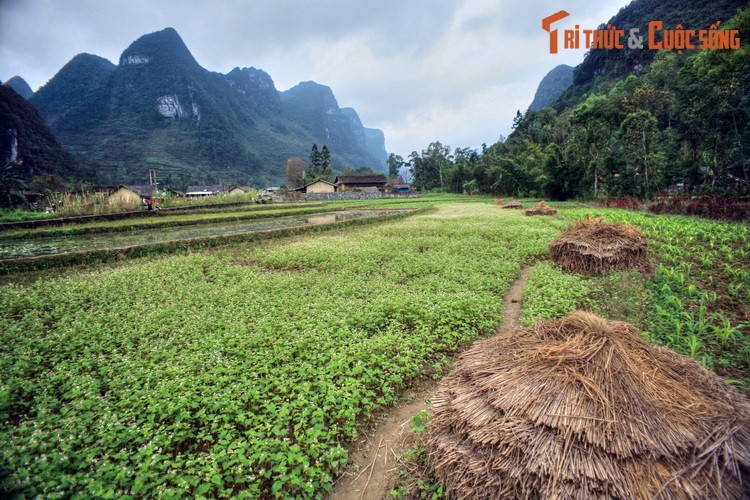 Ve dep binh di cua Pho Cao Ha Giang hut du khach-Hinh-10