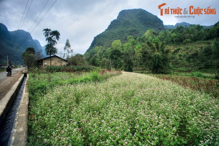 Ve dep binh di cua Pho Cao Ha Giang hut du khach-Hinh-8