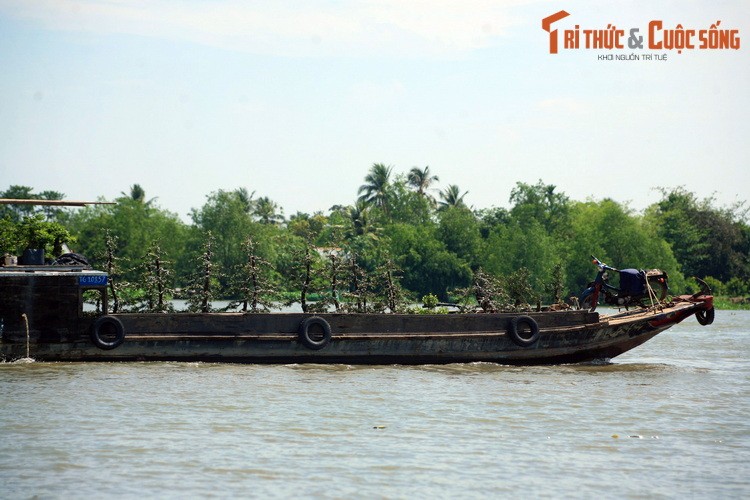 Con Phung (Ben Tre) va dieu cuc la hut du khach