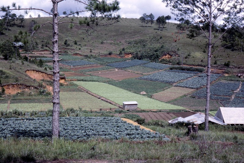 Ngam Da Lat nam 1963 cuc sinh dong qua loat anh hiem-Hinh-12