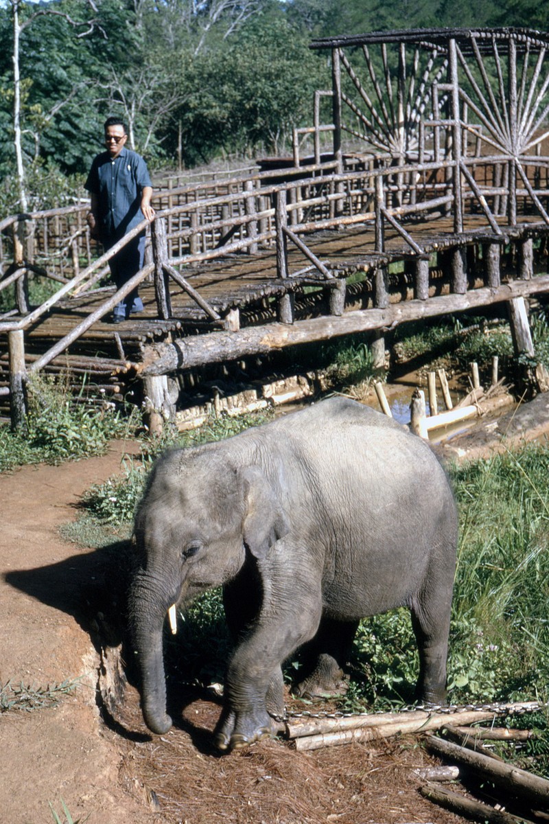 Ngam Da Lat nam 1963 cuc sinh dong qua loat anh hiem-Hinh-7