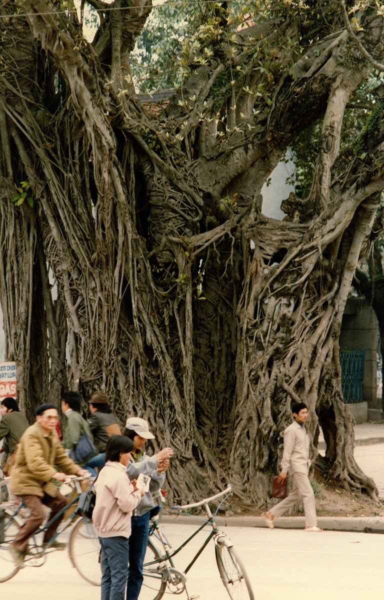 Mat mat voi nhung con duong rop bong cay o Ha Noi nam 1990-Hinh-5