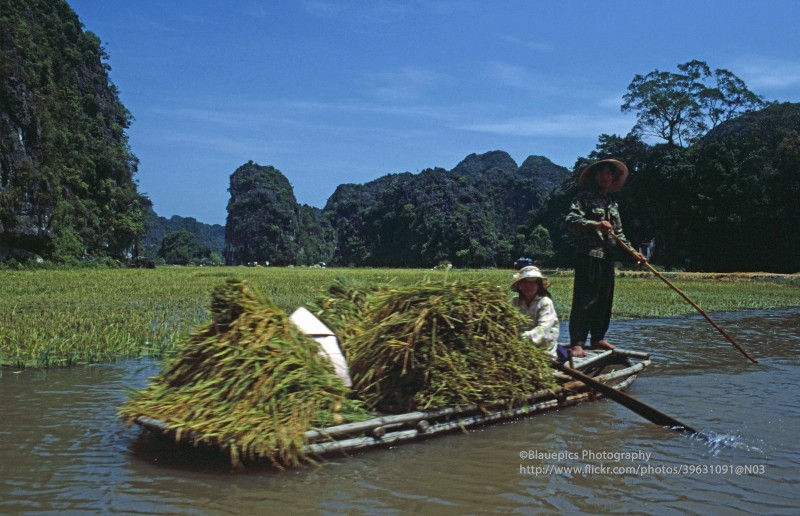 Khung canh tuoi dep cua Ninh Binh nam 1998 qua ong kinh Tay-Hinh-8