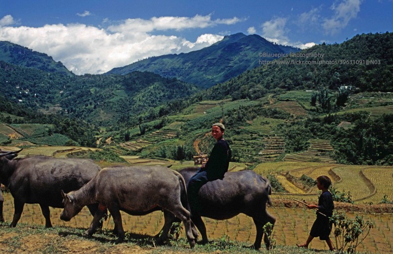 Ve dep thuan khiet cua Sa Pa nam 1998 qua loat anh la-Hinh-10