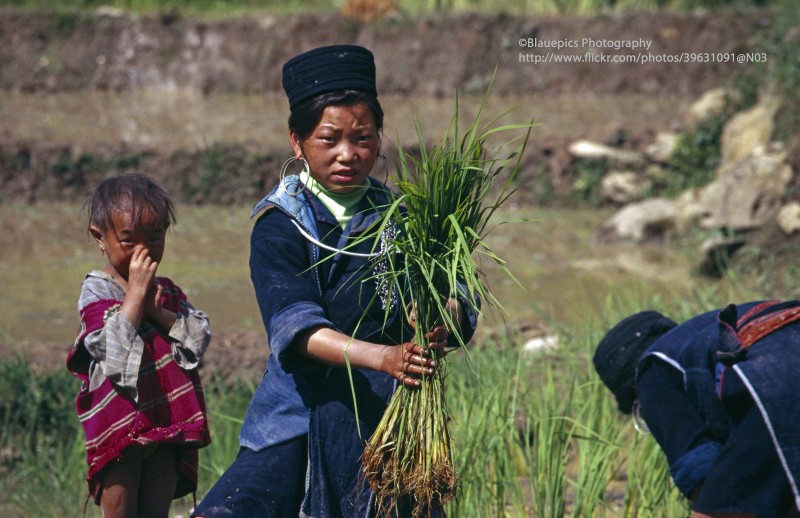 Ve dep thuan khiet cua Sa Pa nam 1998 qua loat anh la-Hinh-4