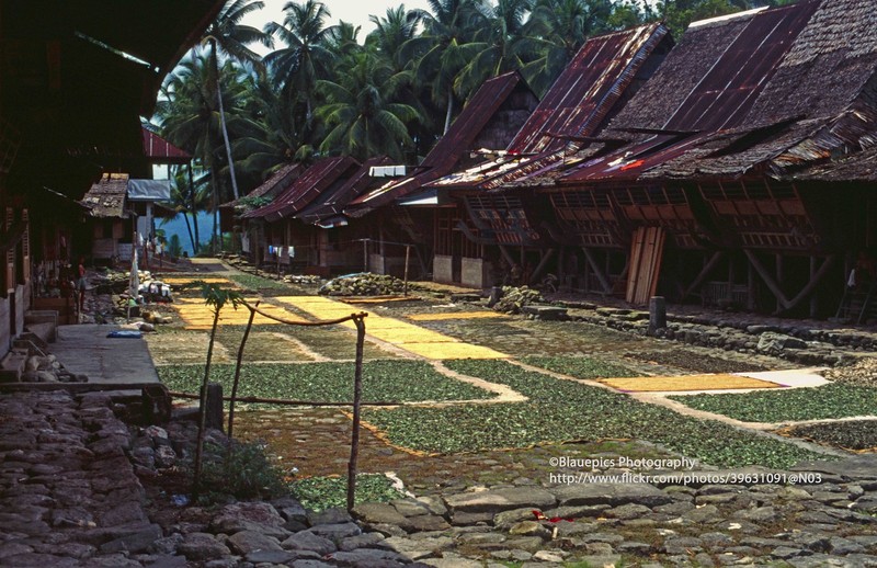 Loat anh loi cuon ve dao Sumatra, Indonesia nam 1997-Hinh-10